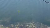 海里的鱼不挑食！