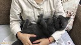 路上看到流浪猫，可以直接抱回家吗？如何正确收养一只流浪猫？