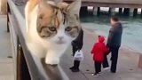 狸花猫：谁说小短腿不能走秀