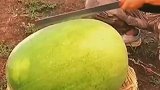 这西瓜打开那一刻太有食欲了，这就是我的梦中情瓜啊