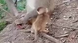 小猴子招惹猴王被暴揍
