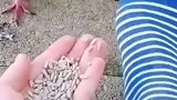 这样的鸽子你喂不熟，你可以烤熟