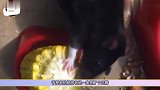 老伯逮到偷玉米的老鼠一家5口,网友这惩罚我可以笑一年!