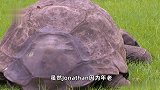 全球最长寿乌龟迎来191岁生日，兽医：它有望活到300岁