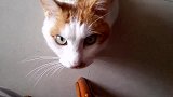 温柔的猫咪生气了，后果很严重，竟然玩偷袭