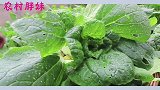 胖妹五亩地结满蔬菜果实，摘半斤回家做面条，今天改改口味解馋