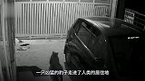 豹子发狂攻击男子，怎料半路杀出6只流浪狗，意外瞬间发生了！