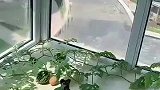 别人家媳妇阳台养的是花，再看看我家真是没有对比就没有伤害啊！