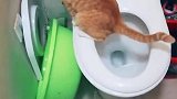 这只猫上厕所要关门，不能让别人看到了，还省了一笔猫砂钱！