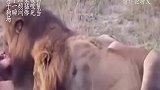 嚣张鬣狗抢劫狮子，结果被狮子一顿猛咬，鬣狗瞬间惨死当场