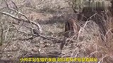 小羚羊被猎豹抓住，接下来的举动太暖了