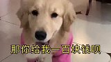 金毛上网撩男主，见“上钩”转身就去讹钱，这是养了只冤家吧