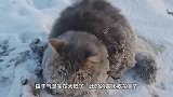 一群猴子抱团取暖，小猴子插队跳到里面，结果引起公愤！