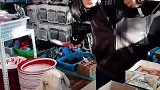 三个月大的小羊跟着主人逛超市