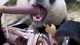 大熊猫肆意躺平啃竹笋，认真剥皮