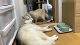 哈士奇睡觉地方挡了过道，猫咪过去就是两巴掌，二哈：发生了什么