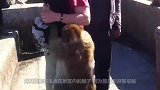 峨眉山猴子“犯怵”的东西，只要拿出来一亮，猴子立马连滚带爬！