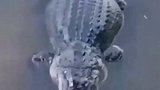 鳄鱼口中夺食，这乌龟也太大胆了