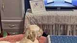 主人让狗子离电视远点，狗子：我挪了，非说我没挪我也没办法