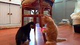 主人给自家小奶猫制作了一个玩具球，下一秒猫咪反应，主人乐坏了