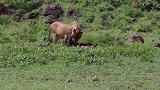 十几头鬣狗攻击一头狮子，生死关头兄弟及时赶到，画面极度舒适