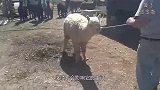 饲养员给羊驼剃毛，引来羊驼的不休追杀，无奈只能辞职
