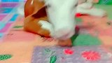小牛：还是主人家里睡觉温暖呀！