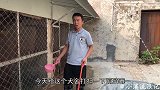 3个月的比特犬刚刚去世，主人给犬舍消毒瘆得慌，听听咋回事？