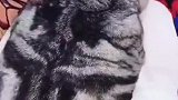 肥猫吃了什么这么肥？