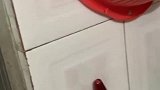 猫：这里有个蟑螂，铲屎的快过来消灭了！