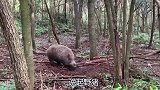 为什么老话曾说：一猪、二熊、三老虎？野猪凭什么这么猖獗？