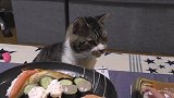 猫咪见到一桌子美食直流口水，就是不能吃，真折磨猫啊
