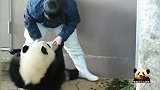 熊猫宝宝紧抱奶妈大腿，真像个调皮的小孩子：快把好吃的给我！