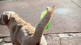 主人把饮料瓶子拧在狗尾巴上