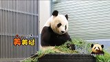 和轮胎融为一体的熊猫旦旦吃完竹叶吃手手，超乖超可爱，太治愈了