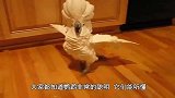 鹦鹉从小就照顾泰迪，泰迪长大后，却是这样一番景象