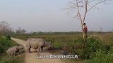 疣猪在犀牛面前抢食，惨遭犀牛“顶飞”，真是初生牛犊不怕虎啊！