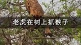 老虎真的不会上树吗？老虎为了抓住猴子竟然不惜冒险，从树上摔了下来！