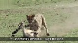 4只猎豹围攻羚羊，下秒羚羊竟要反杀猎豹，羊角狠狠刺入猎豹身体