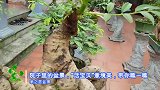 这户人家的盆景还挺多的，树姿造型“千奇百怪”，很有观赏价值