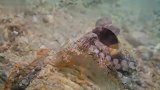 海底发现一只“最环保章鱼”它拖着一个废弃罐头
