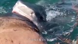 海上漂浮着不明生物，男子靠近看清后，果断将其打捞上岸！
