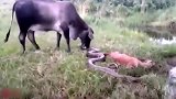 小水牛被大蟒蛇攻击，水牛妈妈发怒了，逮住蟒蛇猛踩