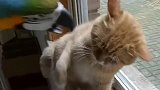 这是我见过最贱的鹦鹉，橘猫这一拳下去，脑瓜子不得嗡嗡的