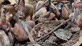 浙江挖出一口金丝楠木棺材，价比黄金，专家：终于解开了千古谜案