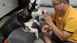 男子用同一个游戏测试狗狗智商，二哈和中华田园犬谁会更胜一筹？
