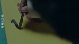 星火云雾街：人杰不仅救下了县长，还给他准备了礼物