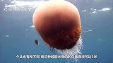 这种巨大的生物，明明可以吃，却在日本泛滥成灾！
