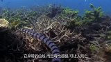 中国最凶猛的鸟类，吃毒蛇跟吃辣条一样，网友：毒蛇收割机！
