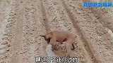 搞笑配音  狗：我们都是干活能手，真是一个比一个牛